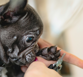 frecnh bulldog getting nails trimmed